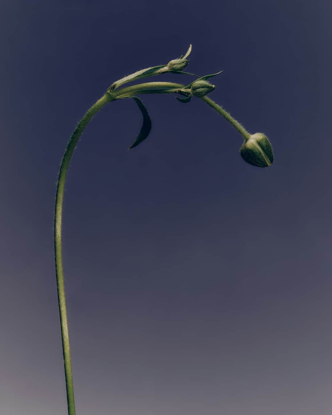 Wilting plant stem with drooping buds symbolizes stunted growth