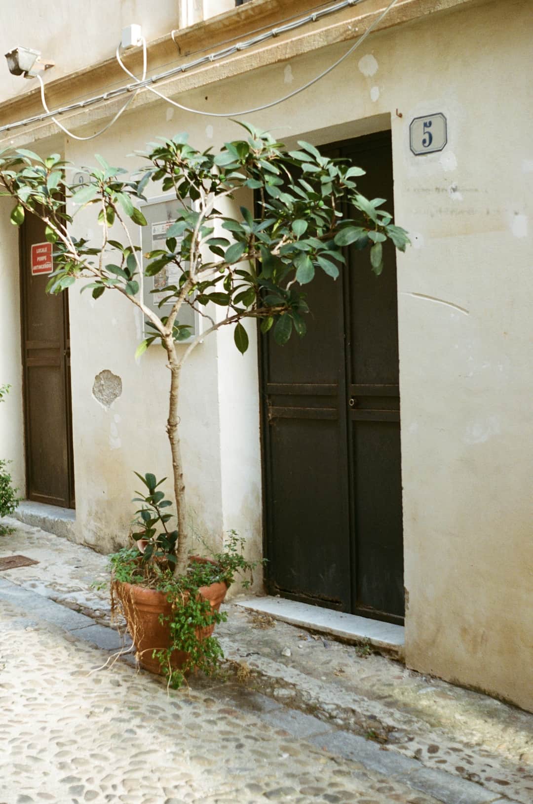 Potted tree in terracotta container beside dark green entrance door and cream wall