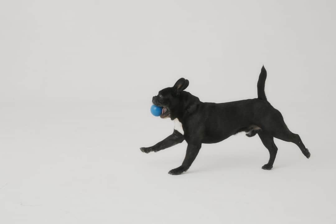 Black dog catching blue ball mid-leap showcasing active pet play