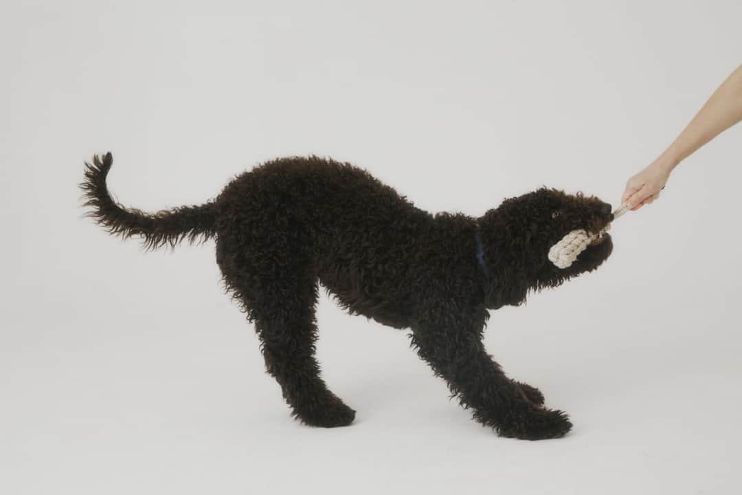 Black dog holding cream pet toy during interactive play