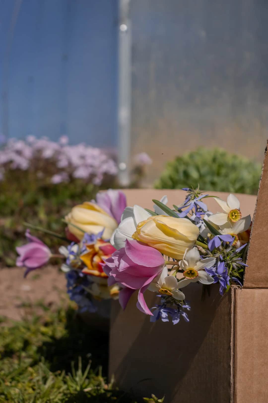 A beautiful assortment of spring flowers in a cardboard box, captured outdoors in natural light. (Photo: Krista Glīzdeniece via Pexels)
