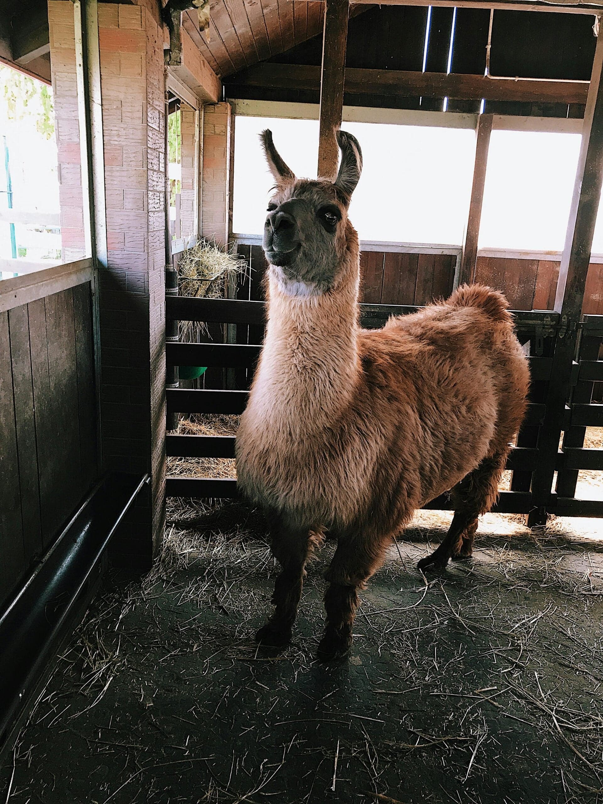 Brown and white llama standing in wooden barn with straw flooring