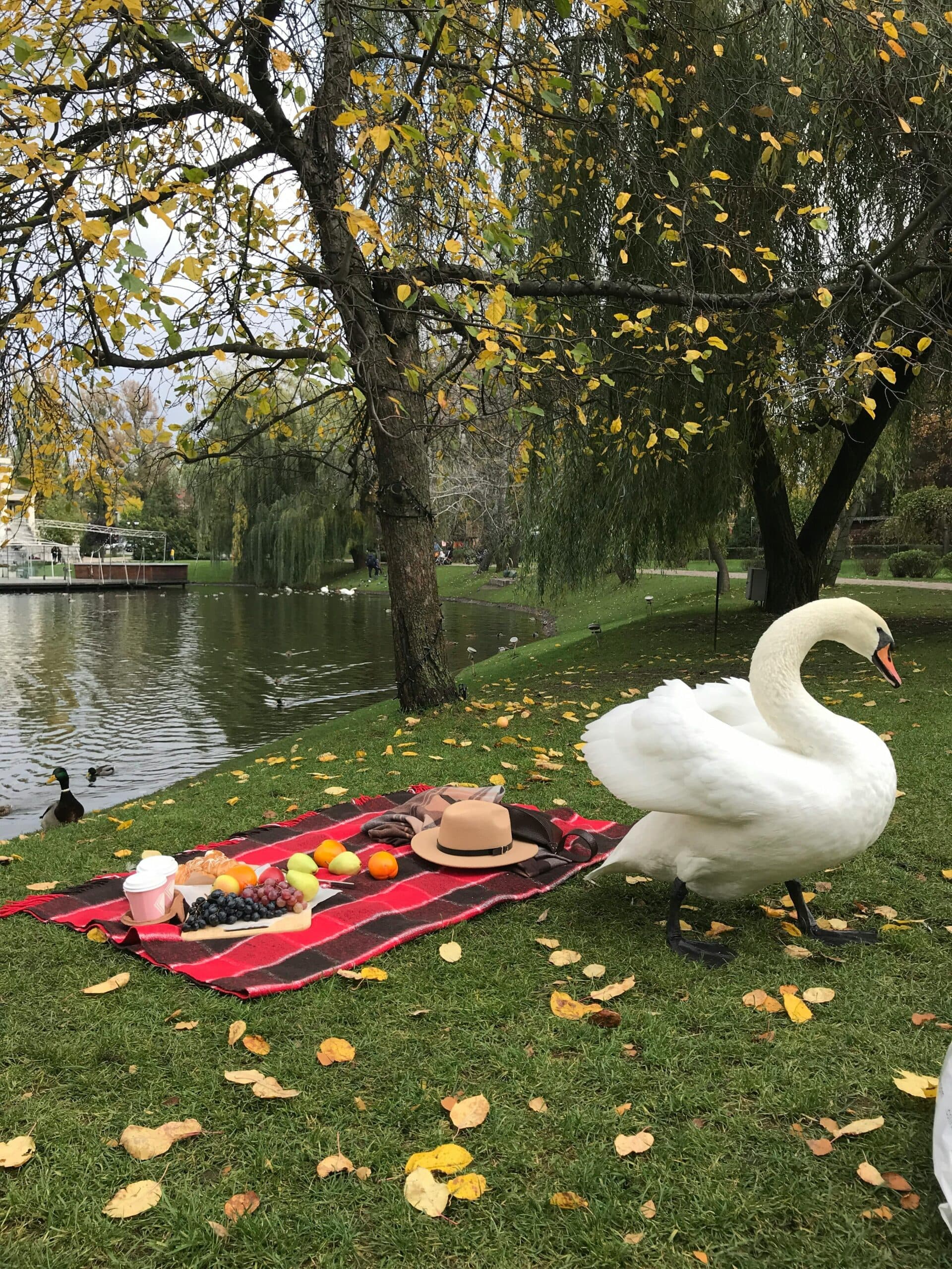 White swan beside person on red mat in autumn park with fallen yellow leaves