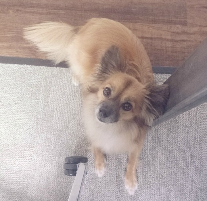 Chewy the dog