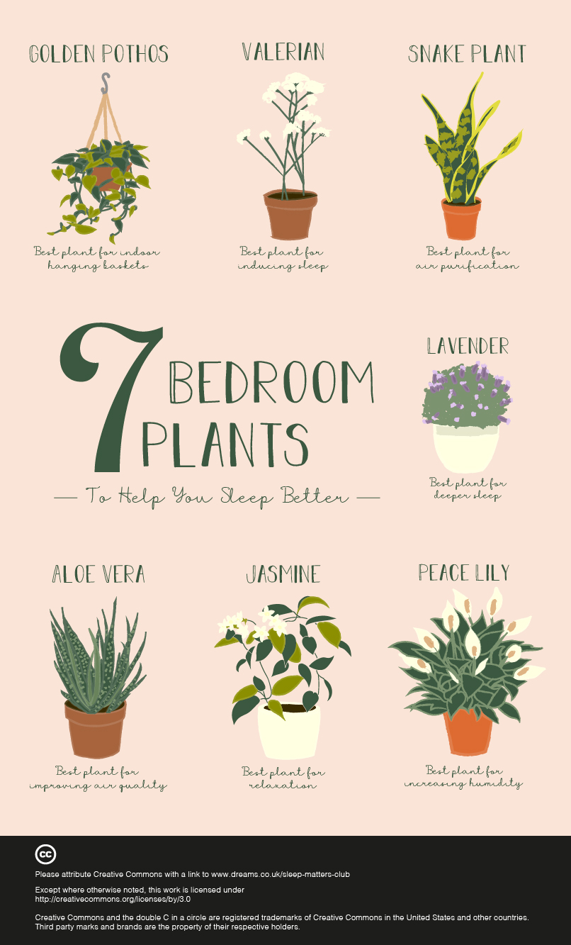 7 Bedroom Plants To Help You Sleep Better The Sleep Matters Club