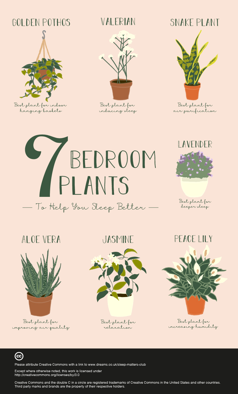 7 Bedroom Plants To Help You Sleep Better The Sleep - 